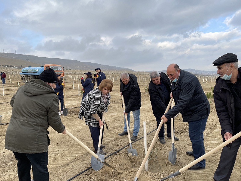 AMEA əməkdaşları ağacəkmə aksiyasında iştirak ediblər