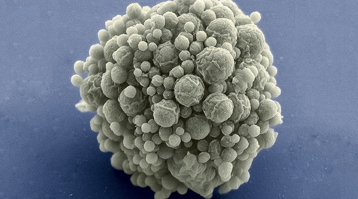 Planetdə hərəkət edən ən kiçik varlıq - süni bakteriyalar yaradılıb
