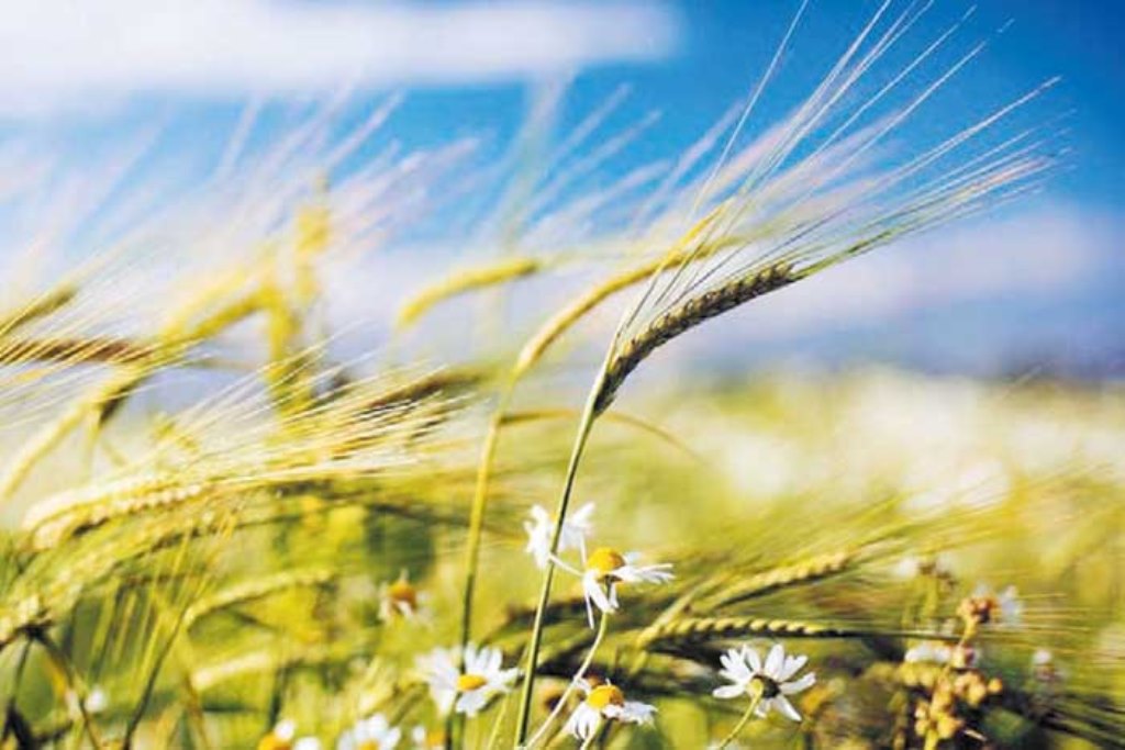 Folklorşünas-alim: Yel çərşənbəsi yeni həyatın nəfəsidir