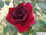 New rose varieties were cultivated