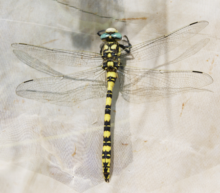 A new species of dragonflies discovered in Azerbaijan
