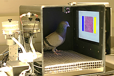 Pigeons (Columba livia) as Trainable Observers of Pathology and Radiology Breast Cancer Images