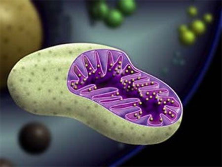 Ученые раскрыли секрет омоложения клеток