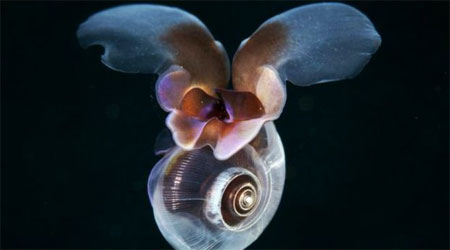 Tiny sea snail “swims like a bee”