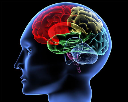 Ученые создали «жидкий мозг»