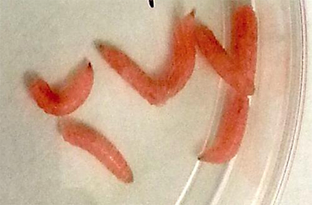 Maggots Modified to Heal Wounds Faster