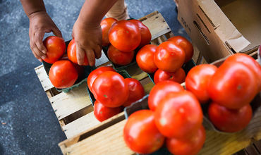 Pomidor radiasiyadan müdafiə vasitəsi kimi istifadə edilə bilər