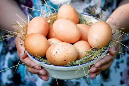 Geneticists bred chickens, whose eggs do not cause allergies