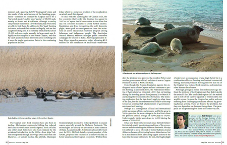 Журнал «Natural History» пишет об опасности исчезновения каспийского тюленя