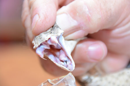 ANAS Institute of Zoology carries out investigation in the field of herpetology