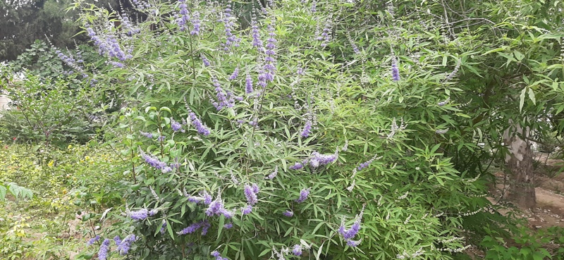 Dendrologiya İnstitutunda Vitex agnus-castus L.- aid növünün üzərində aparılan tədqiqat işləri