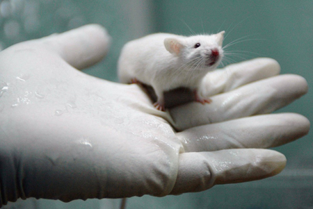 Super-rats are being genetically modified to sniff out land mines