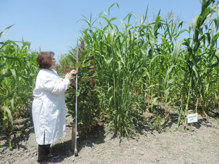 Сотрудниками Института почвоведения и агрохимии проведены опытные полевые работы в Уджаре