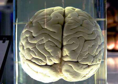 Neuroscientists have discovered hundreds of previously unknown regions of the human brain