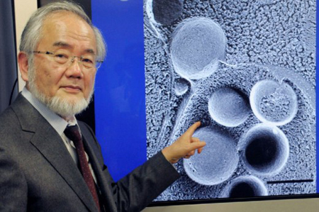 Нобелевскую премию по медицине получил японец