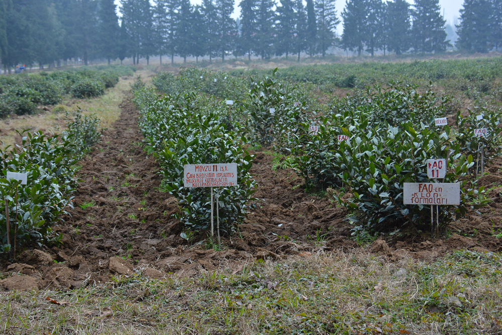 4 new tea sorts developed in Lankaran Regional Scientific Center of ANAS