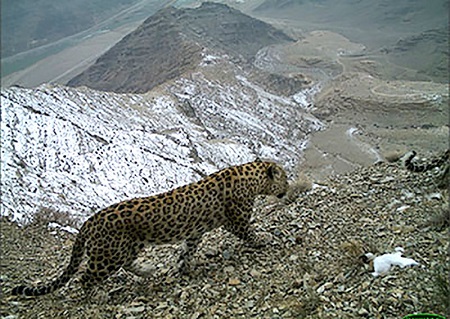 Institute of Bioresources started expeditions to study the distribution area and the way of life of leopards in Nakhchivan