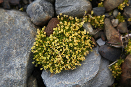 Antarctic plants will protect people from ultraviolet rays