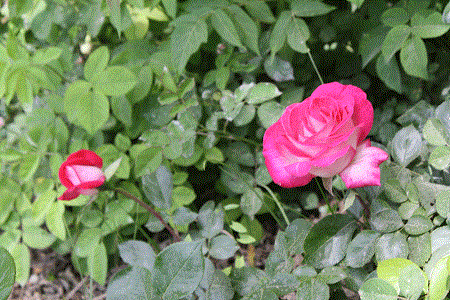В Центральном ботаническом саду выращен цветок, который носит имя Лютфи Заде