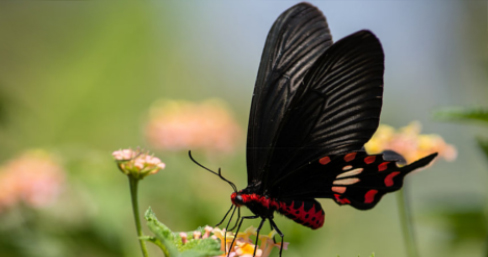 Butterfly wings inspire a better way to absorb light in solar panels