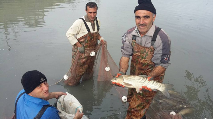 3 species of fish with high ecological quality cultivates in artificial lakes