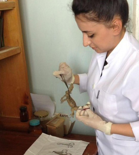 Institute of Zoology held cytogenetic research on reptiles