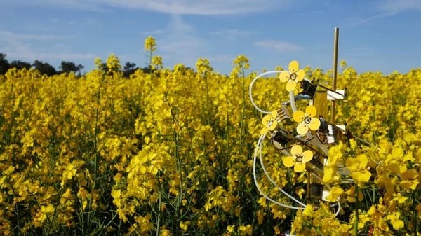 Для пчел создали искусственные цветы с настоящей пыльцой