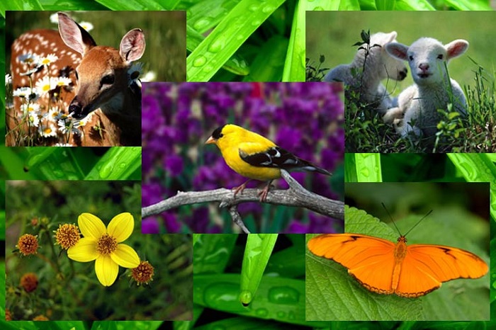 May 22 - International Day of Biodiversity