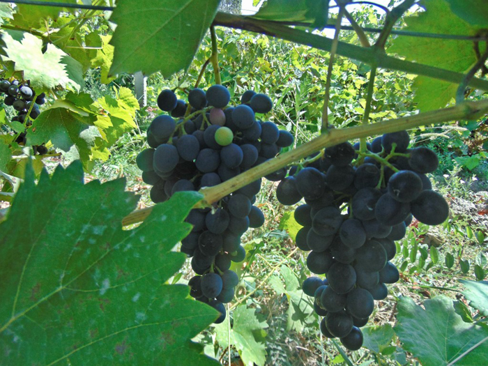 Harvesting in the vineyards of the Agsu Practitioner