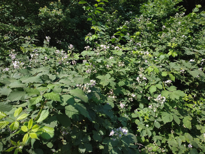 Medicinal plants have been explored in Hirkan National Park