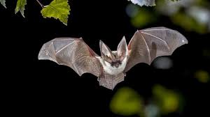 Field studies devoted to the disease among bats has started