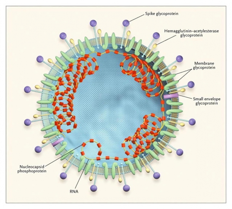 SARS-CoV-2 можно назвать чемпионом коронавирусов