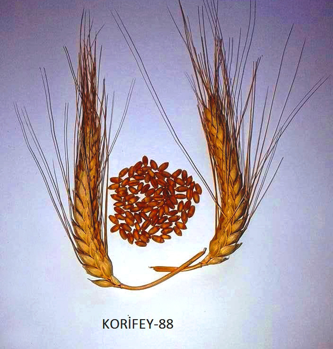 Patented and zoned three new varieties of wheat from the Institute of Genetic Resources