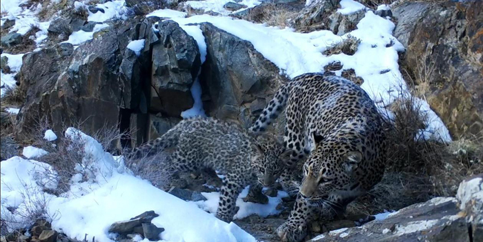 В Нахчыване получены новые фотографии детенышей леопарда