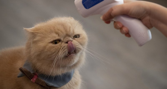 Кошки оказались способны заражать друг друга коронавирусом