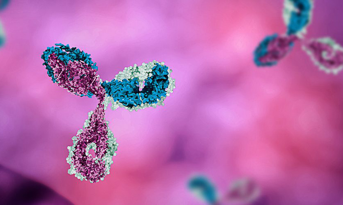 Обнаружено антитело, блокирующее на 100% коронавирус