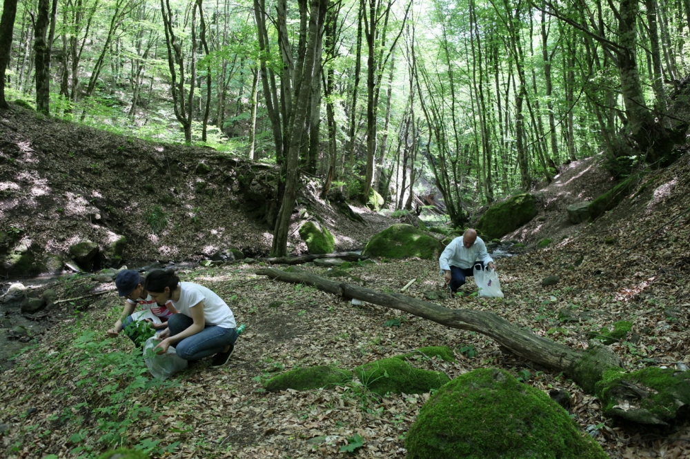 Сотрудники Института дендрологии организовали экспедицию в природную зону Горного Ширвана