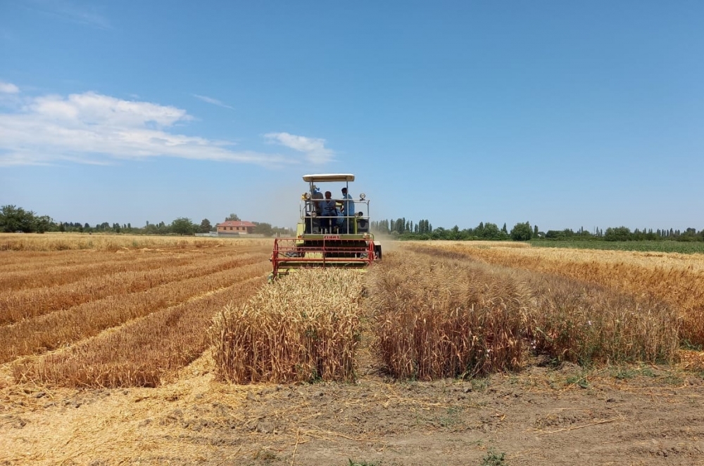 The experimental harvest of grain grown by the Institute of Genetic Resources has been completed