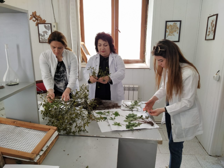 The fund of the Institute of Dendrology stores more than 10,000 herbaria