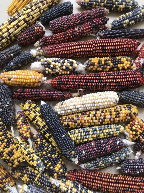 В Институте генетических ресурсов ведутся исследования по получению чистых линий в местных образцах кукурузы