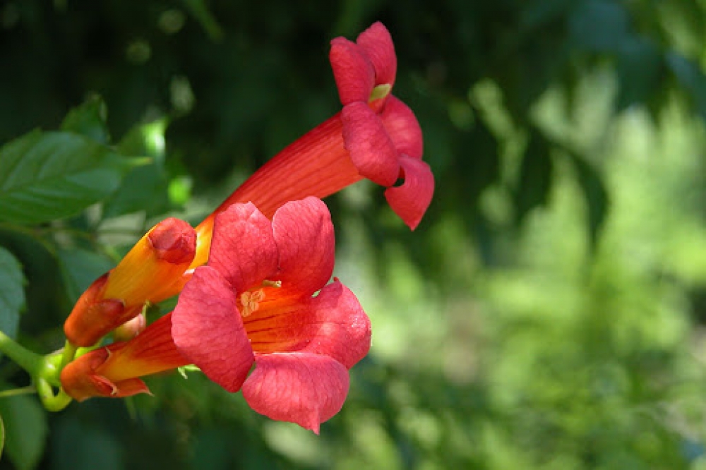 Institute of Dendrology studied the possibilities of using Campsis grandiflorum in the conditions of Absheron