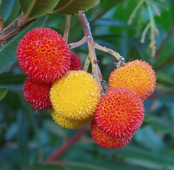 Institute of Dendrology studies the biological characteristics of new species of exotic plants