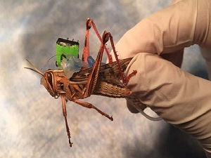 Cyborg locust was created in the USA to detect explosives