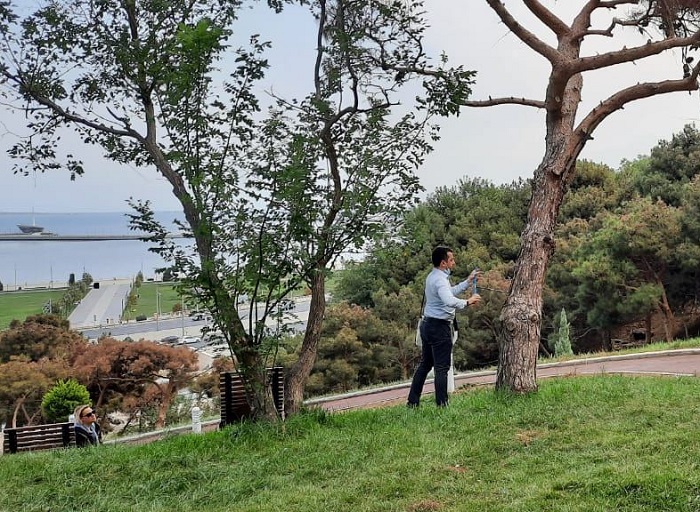 Выясняются причины засыхания хвойных деревьев в Баку