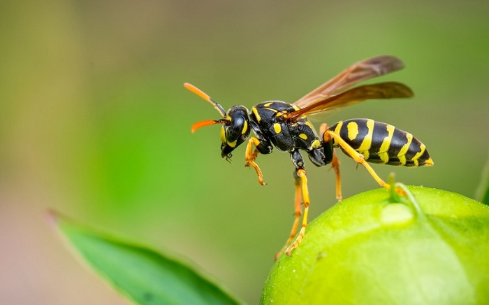 Alimlər arının zəhərindən antibiotik hazırlayıb