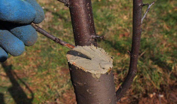 AMEA Yüksək Texnologiyalar Parkının rezidenti tərəfindən ağac budaması zamanı tətbiq olunan effektiv məlhəm hazırlanıb