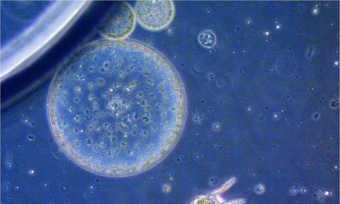 Nanohissəciklərin yosunlara toksik təsir göstərdiyi bəlli olub