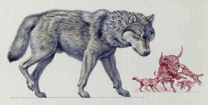 Scientists have found the reason why wolves survived the ice age