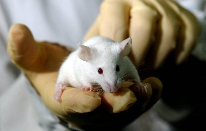 Biologists have eliminated some of the symptoms of Huntington's disease in mice