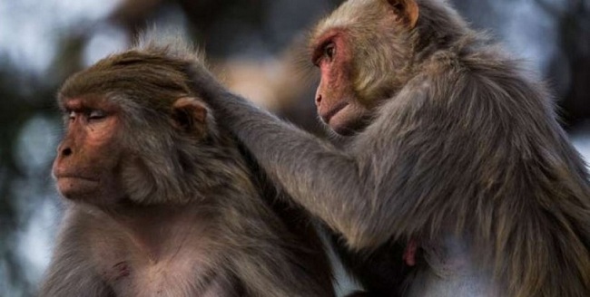 Primatların beyin ölçüsü ilə sosial təmasların sayı arasında əlaqənin olması fikri təsdiqini tapmadı
